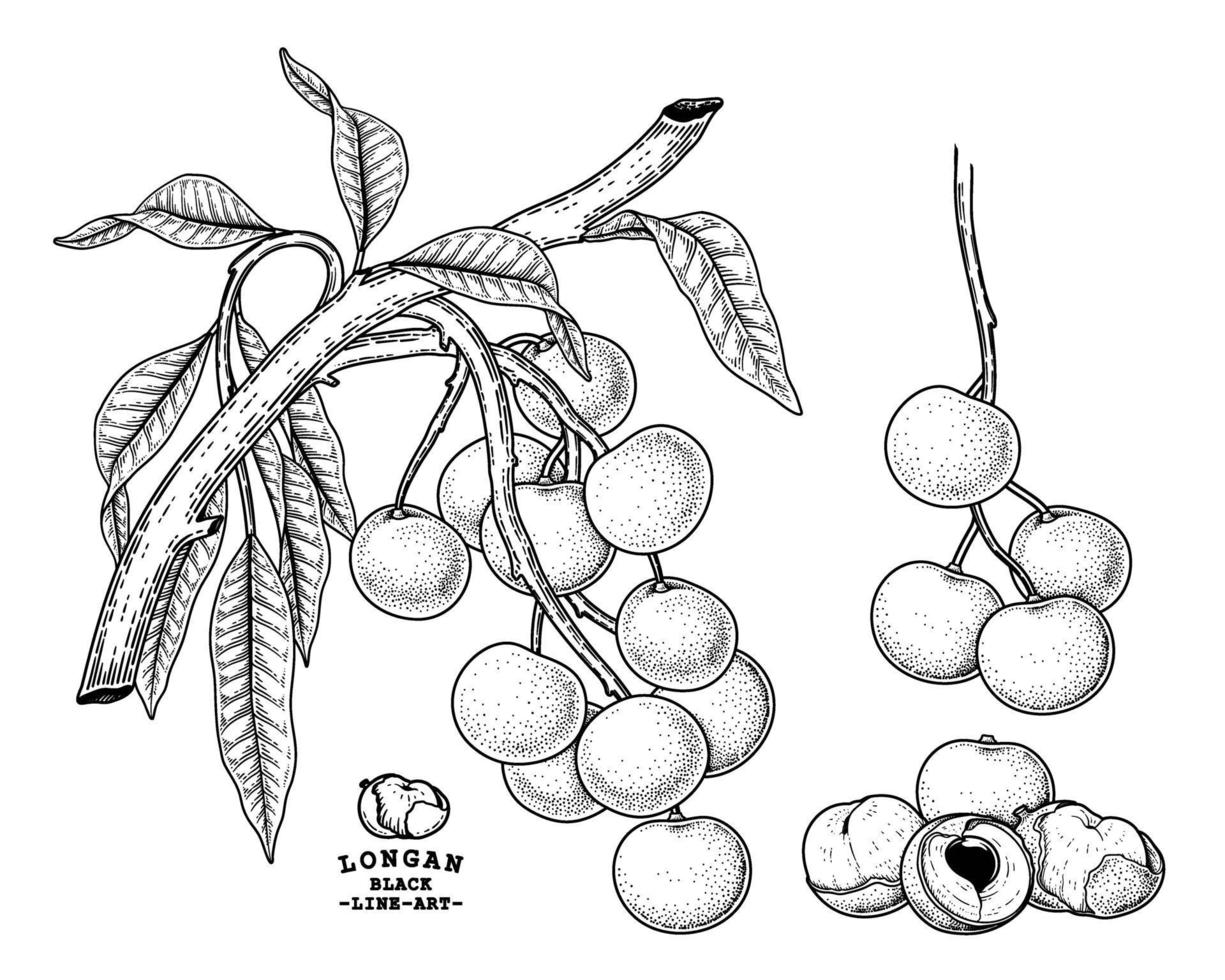 conjunto de dimocarpus longan fruta elementos dibujados a mano ilustración botánica vector