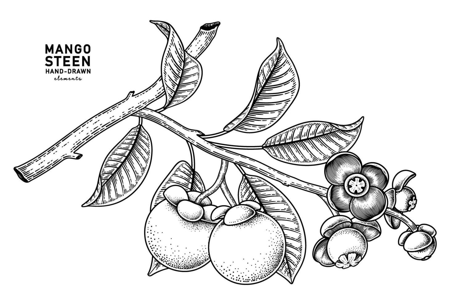 conjunto de fruta de mangostán elementos dibujados a mano ilustración botánica vector