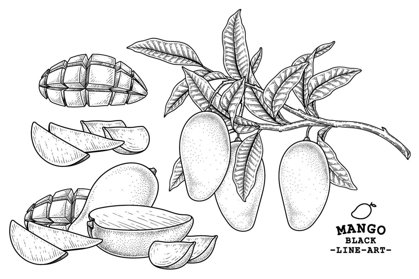 Set of mango fruit hand drawn elements botanical illustration vector