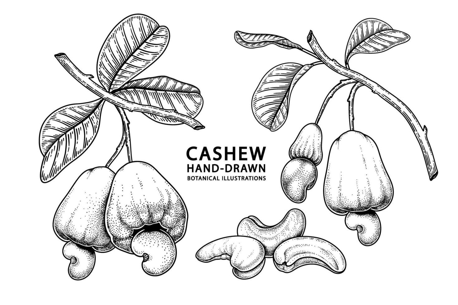 Set of cashew fruit hand drawn elements botanical illustration vector