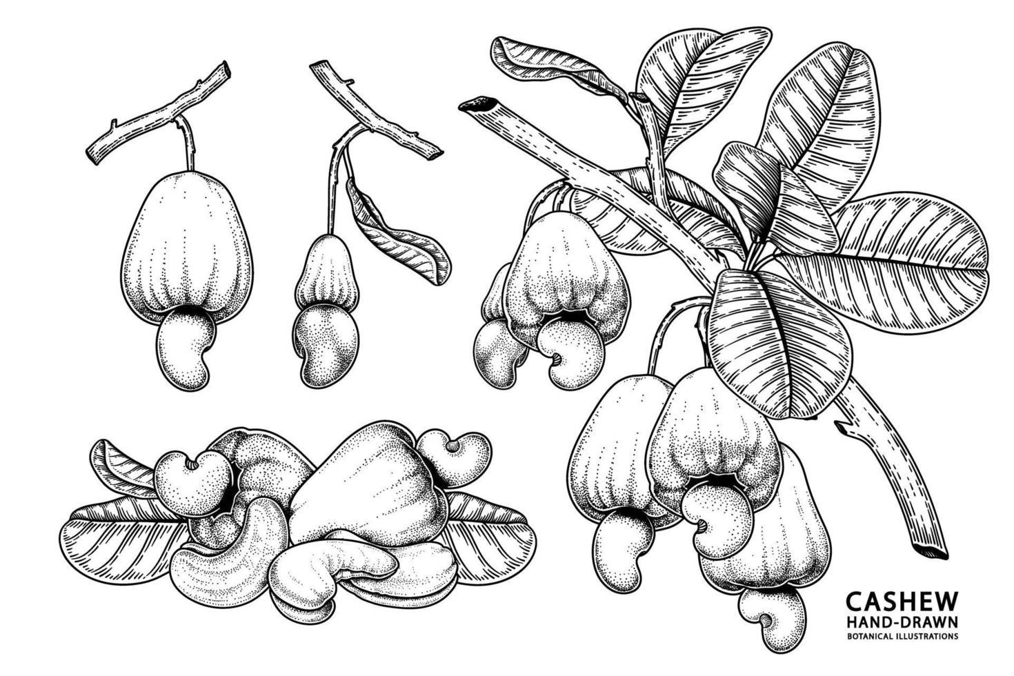 Set of cashew fruit hand drawn elements botanical illustration vector