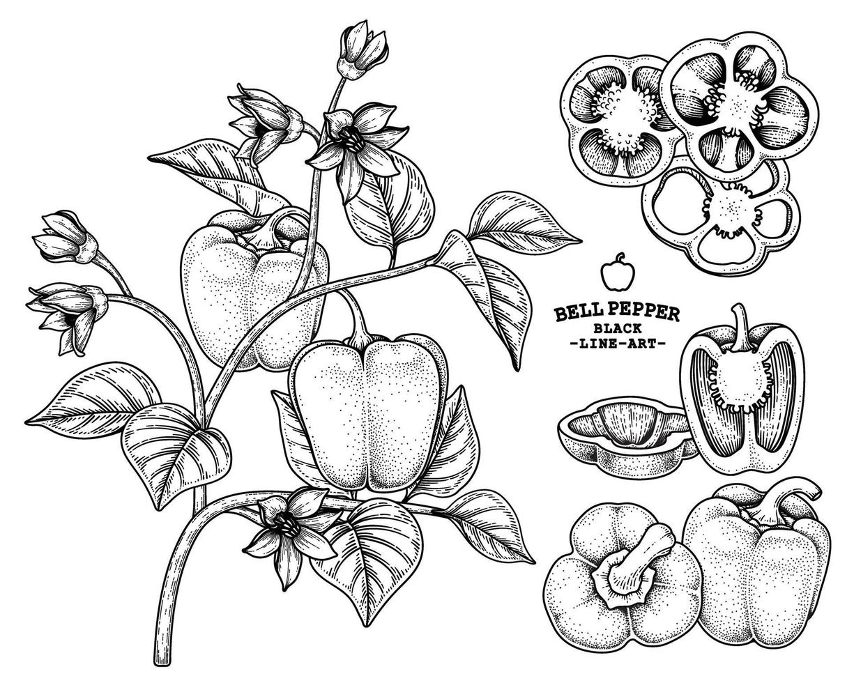 Set of bell pepper hand drawn elements botanical illustration vector