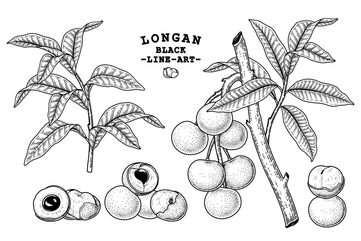 conjunto de dimocarpus longan fruta elementos dibujados a mano ilustración botánica vector