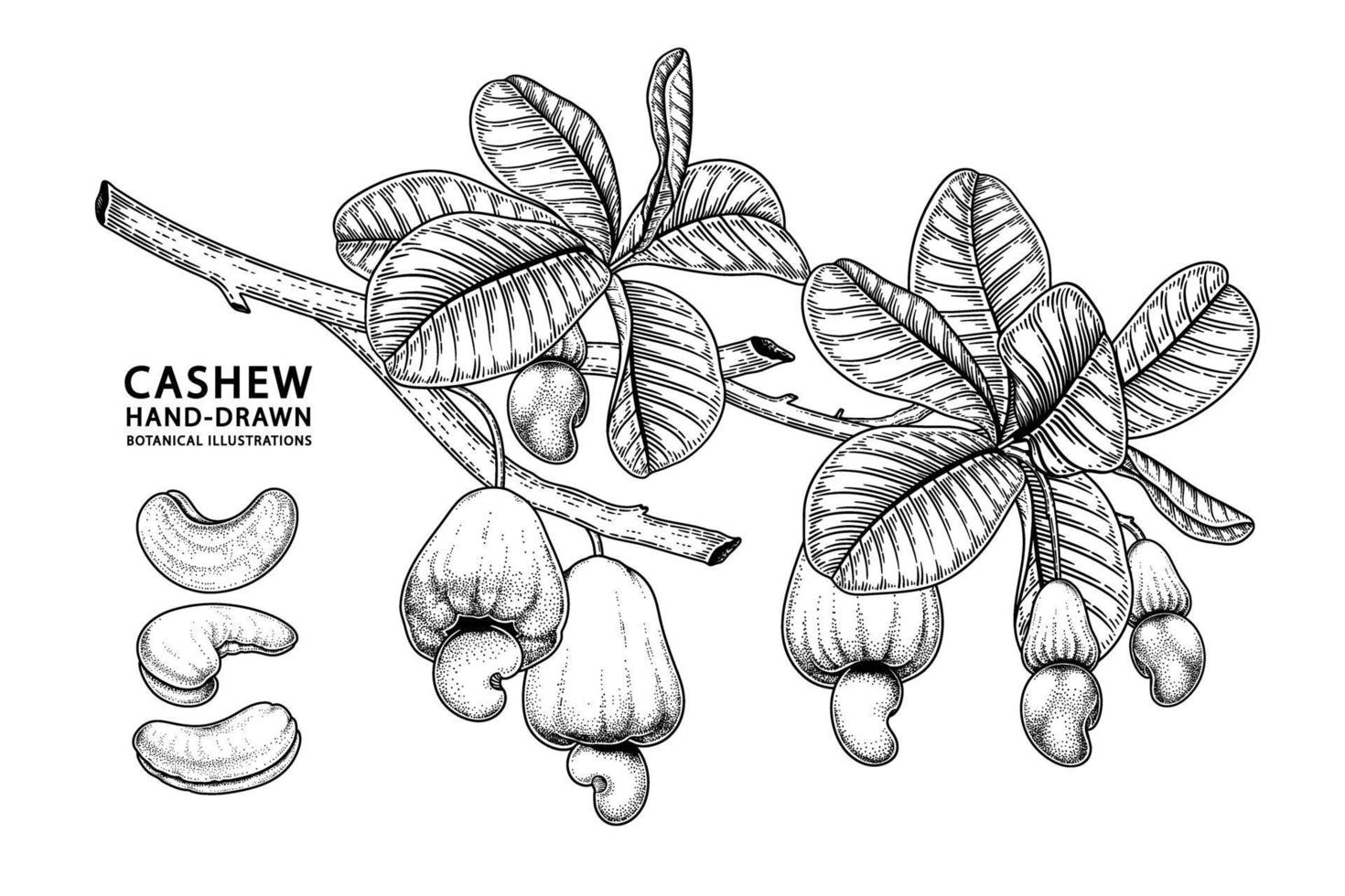 Set of cashew fruit hand drawn elements botanical illustration vector