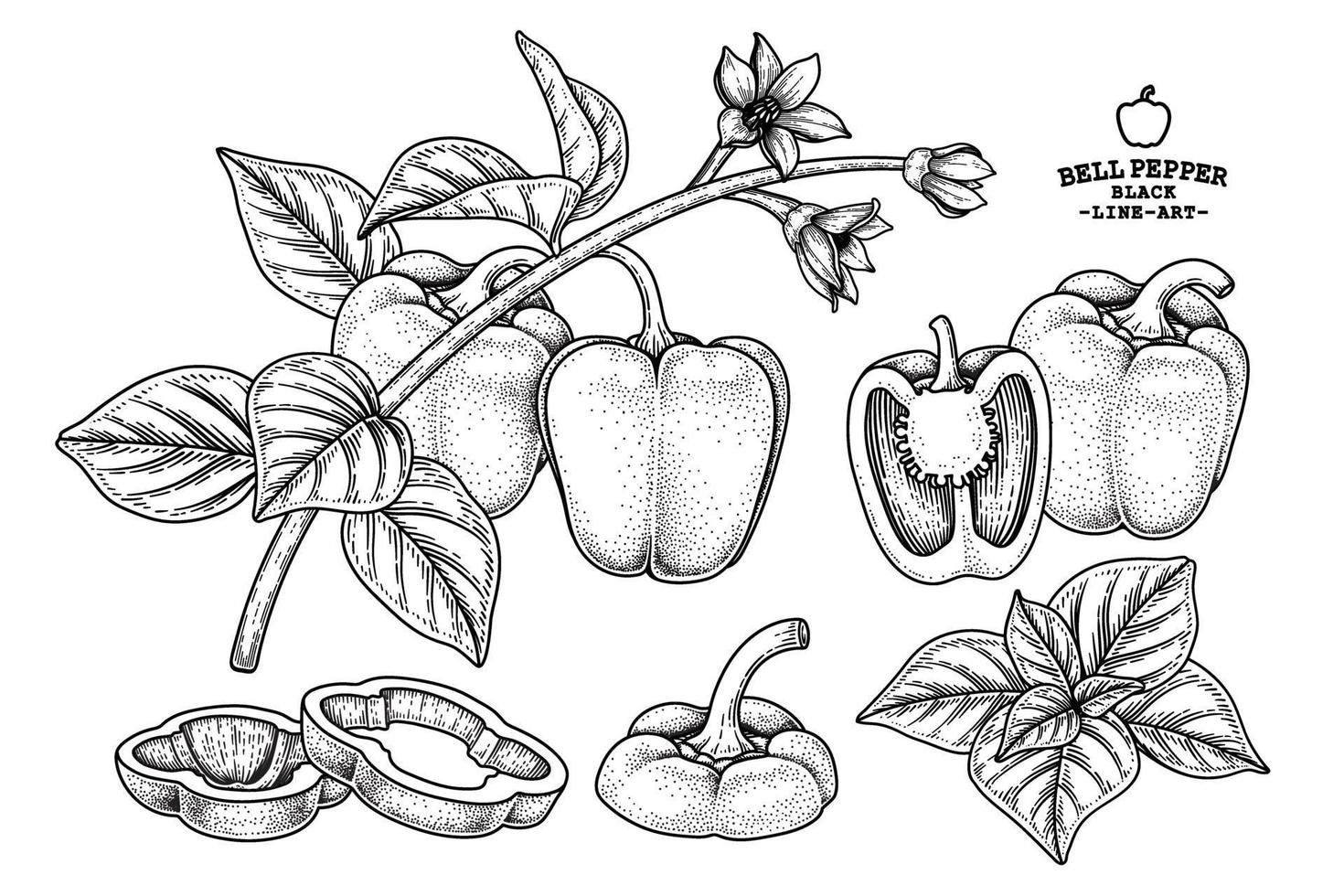 Set of bell pepper hand drawn elements botanical illustration vector