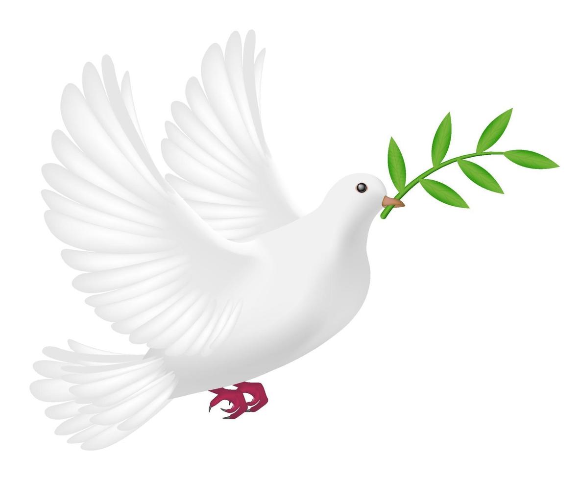 white pigeon flying with leaf, concept of peace vector