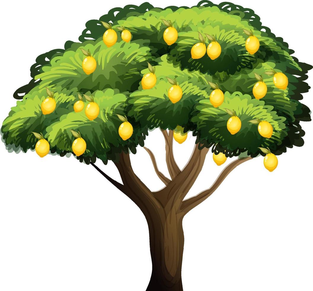 Lemon tree isolated on white background vector