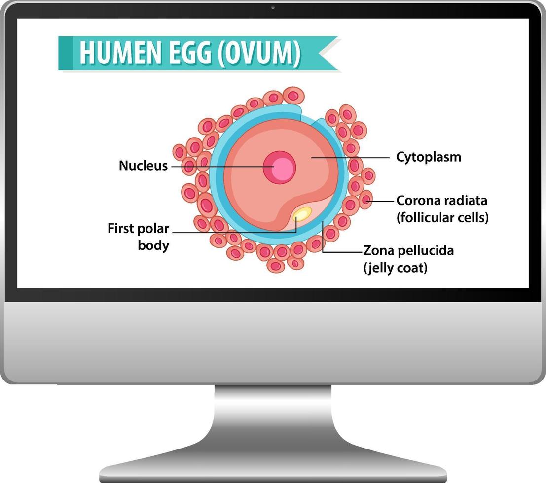 Human egg cell on computer desktop vector