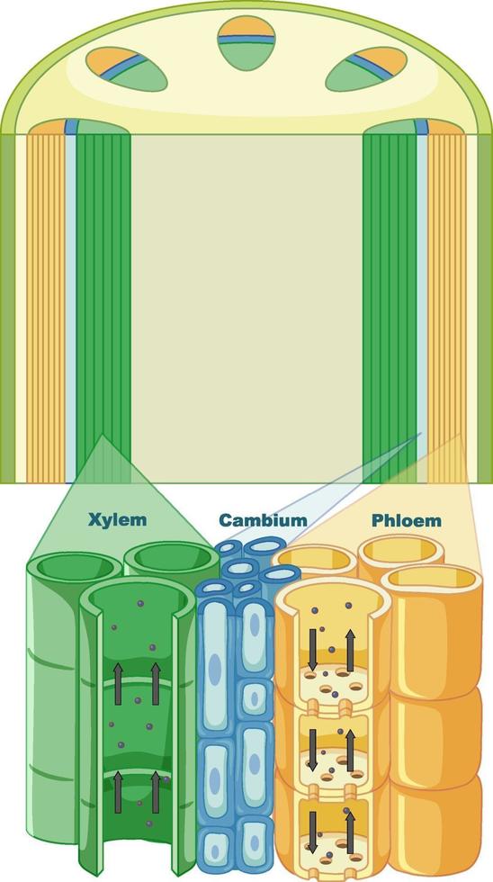 diagrama que muestra el sistema de tejido vascular en plantas vector