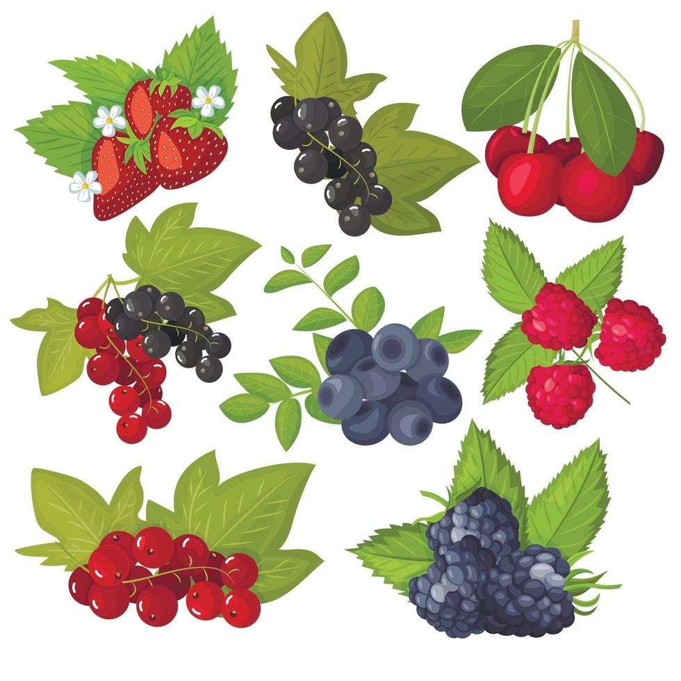 conjunto de bayas de vector aislado. arándanos, grosellas, cerezas, fresas, moras, frambuesas. plano de dibujos animados