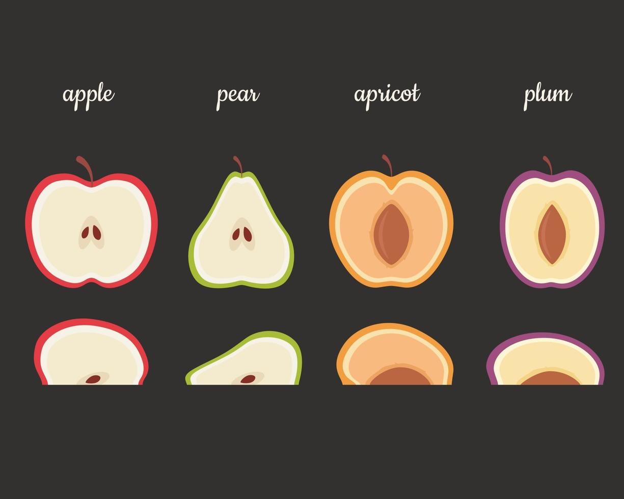 frutas mitades manzana, pera, albaricoque, ciruela. ilustración vectorial vector