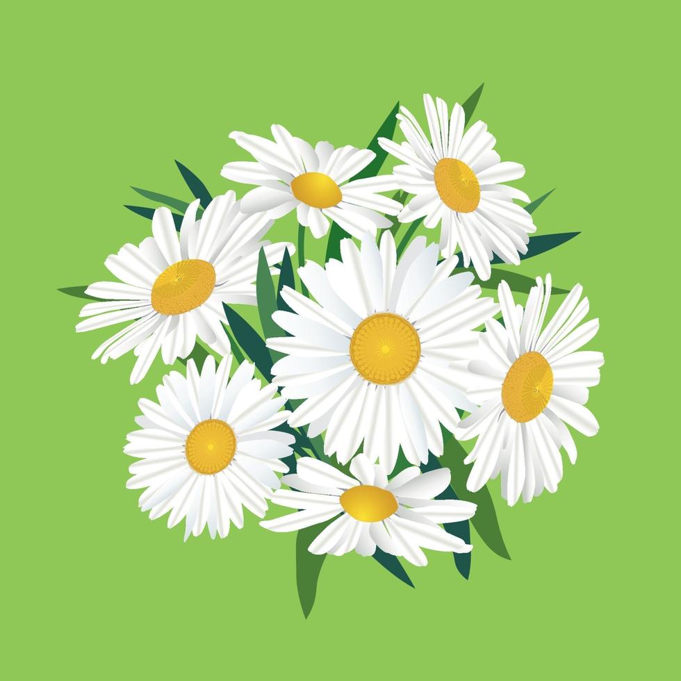 Flower chamomile bouquet. Floral frame. Flourish greeting card design. Blooming meagow white flowers isolated on light green summer background vector