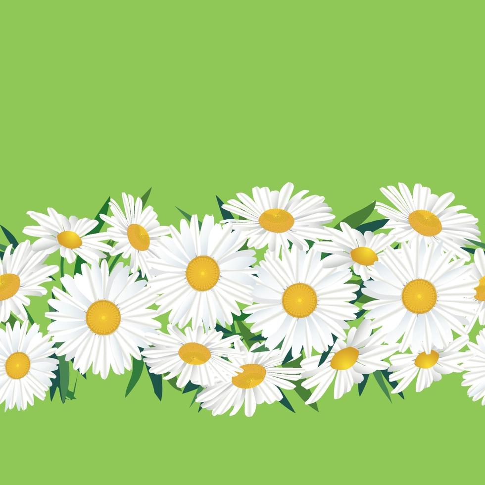 Flower chamomile garland seamless pattern.  Floral bouquet border frame. Flourish greeting card design. Blooming meagow white flowers isolated on light green summer background vector