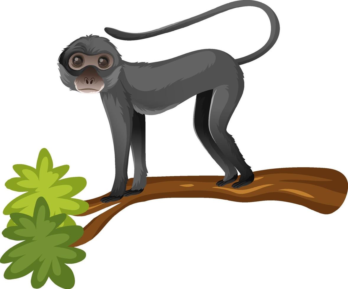 Animal cartoon character of Spider monkey on white background vector