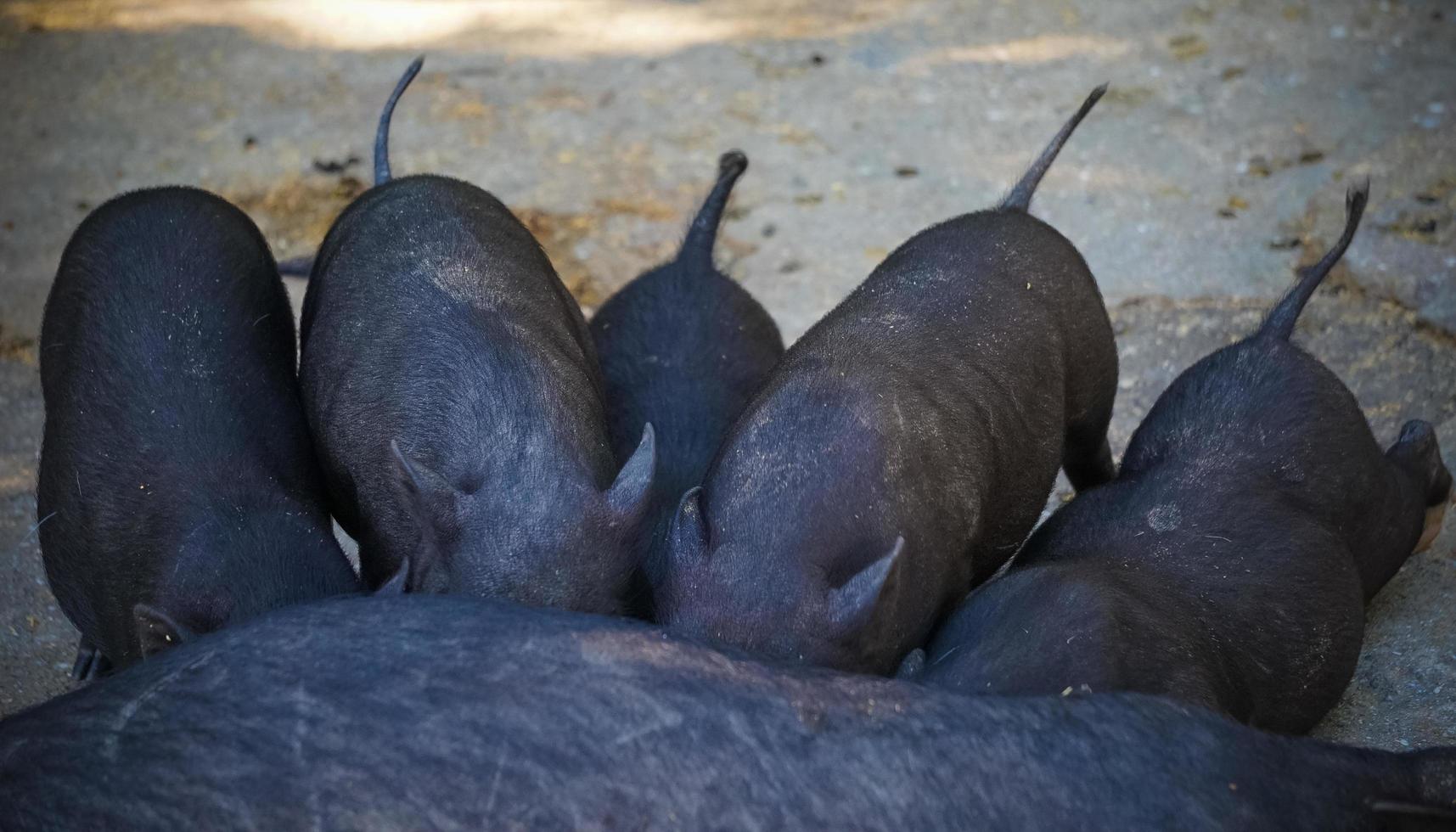 alimentando a pequeños lechones negros. foto