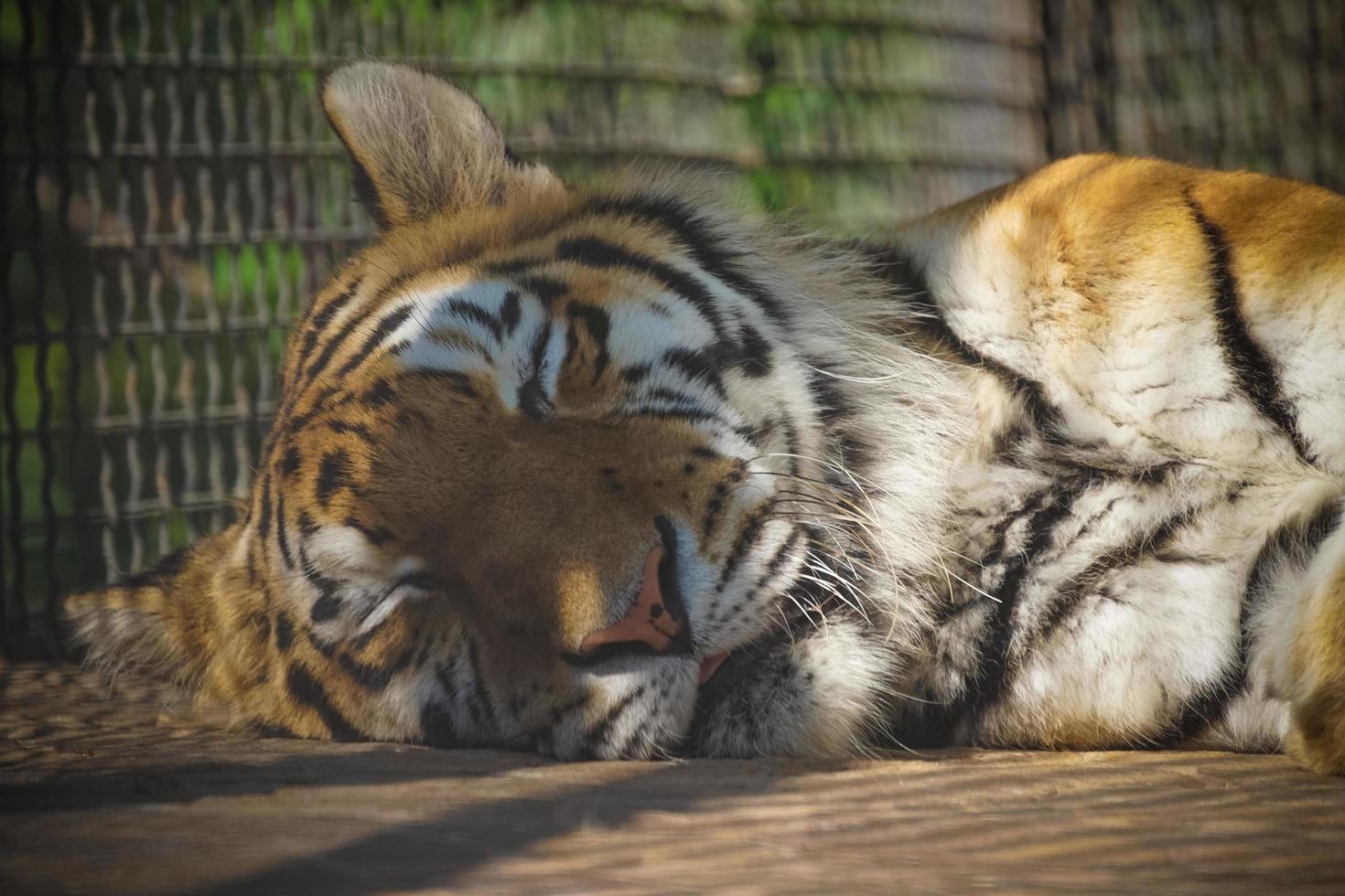 Portrait of a sleeping tiger close-up photo