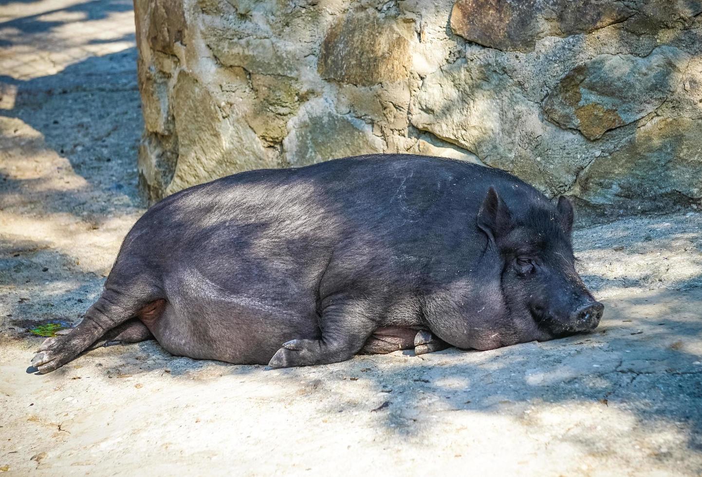 Retrato de un cerdo durmiendo en el suelo en un día soleado foto