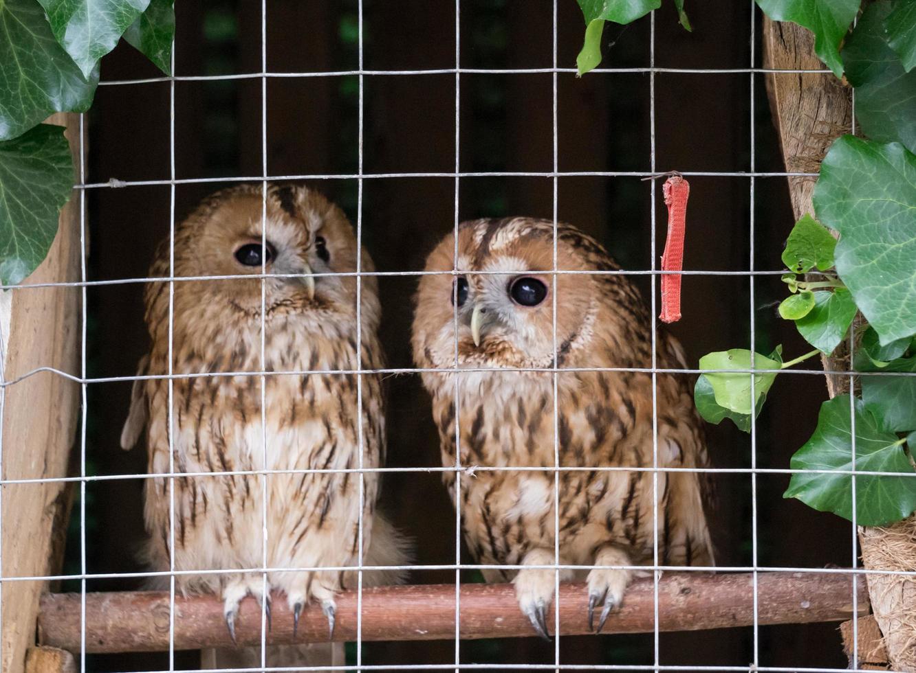 Portrait of two owls in a metal cage photo