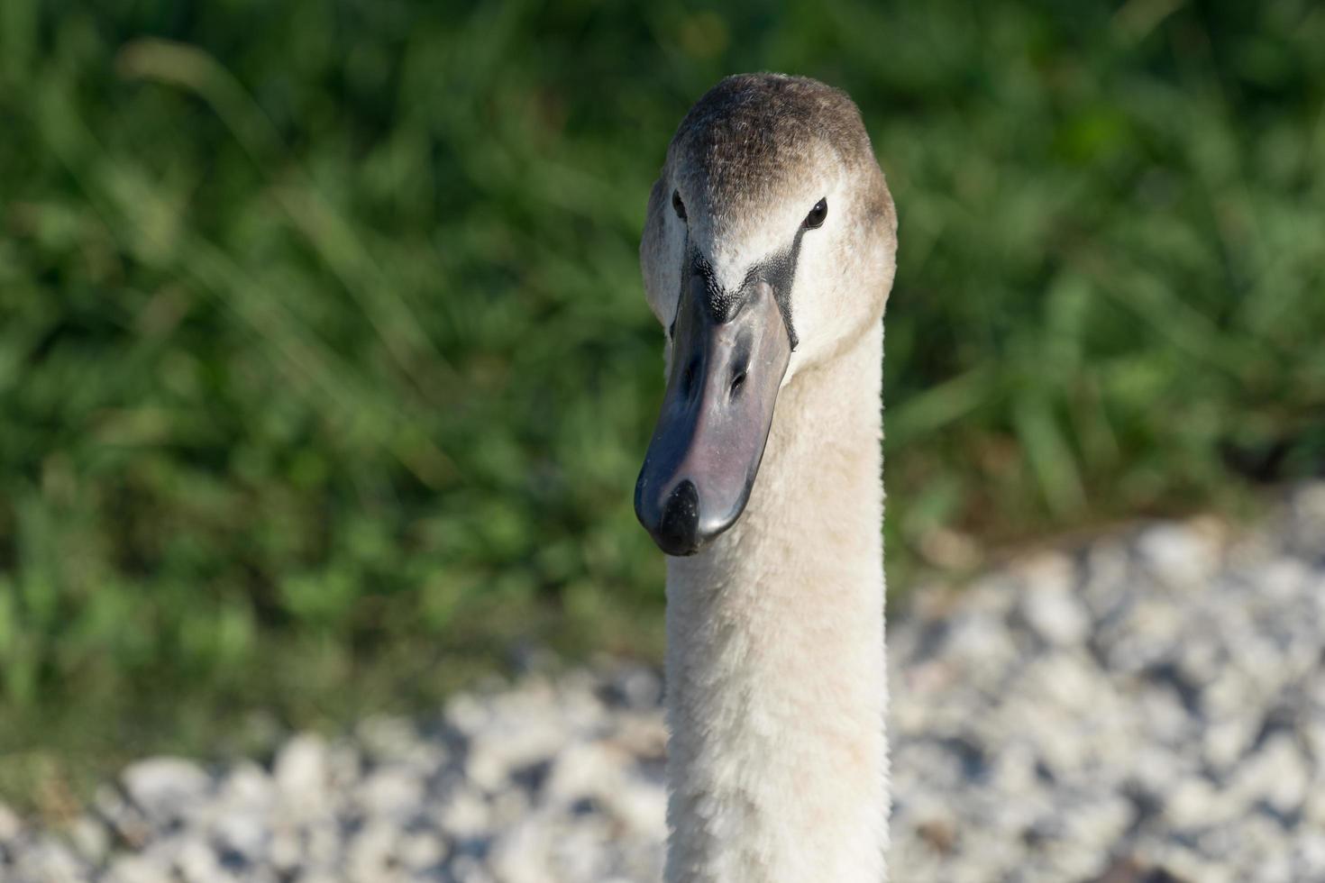 swans in the ornithological Park of Sochi, Krasnodar region photo