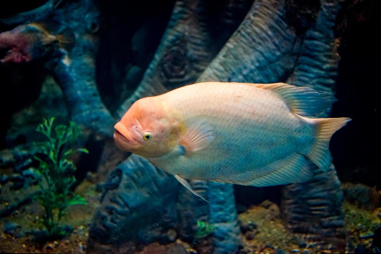 ocean fish in a large aquarium of algae and fish of other species photo