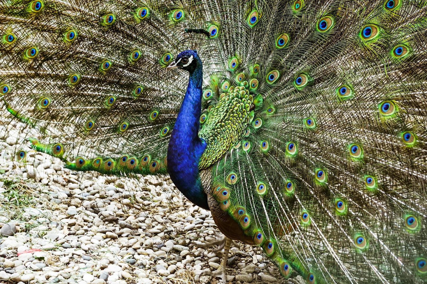 Portrait of a young peacock with an open tail. photo