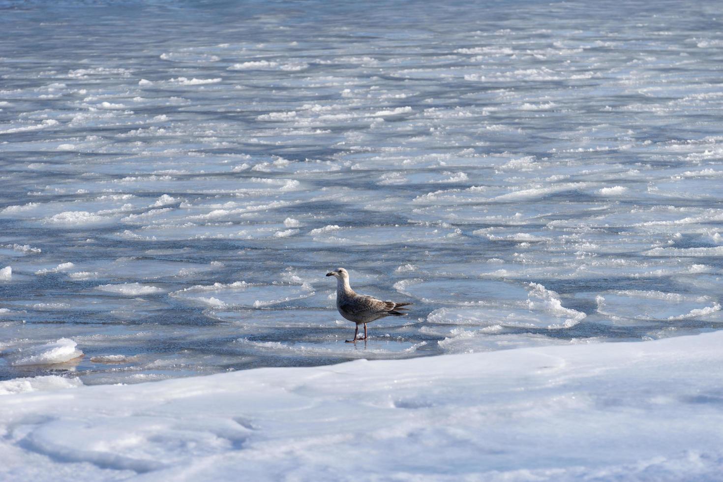 Seascape with a Seagull on the frozen surface of the sea photo