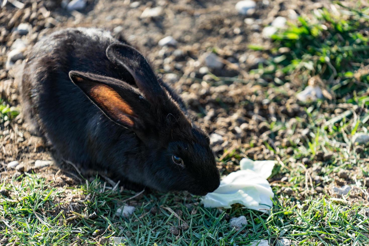 conejo con pelo negro-castaño se sienta sobre la hierba verde en un prado. foto