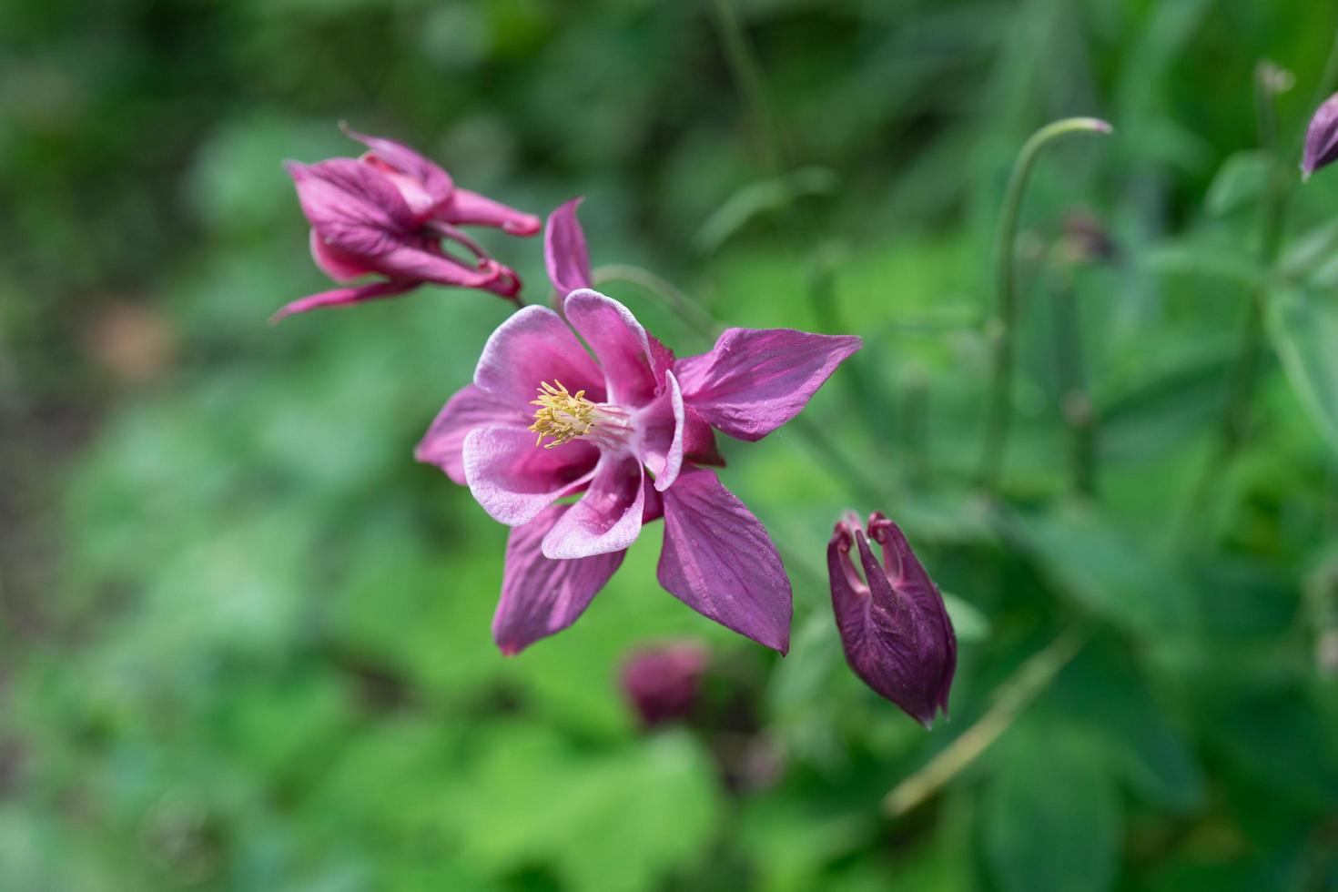 Una delicada flor de aquilegia en el fondo de hierba borrosa foto