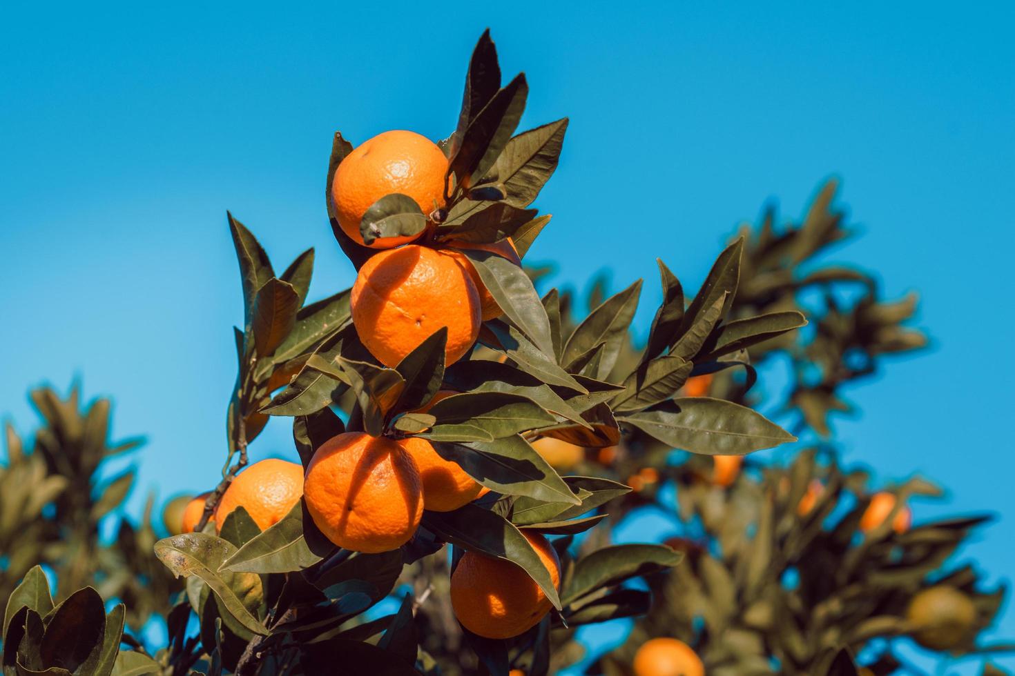 Fruto brillante de mandarina sobre un fondo de cielo azul foto