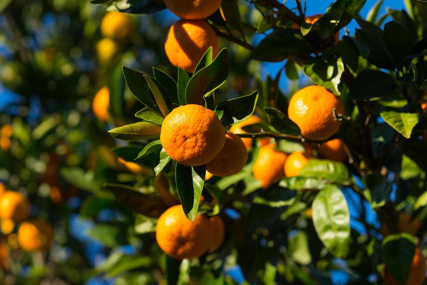 Fruto brillante de mandarina sobre un fondo de cielo azul foto