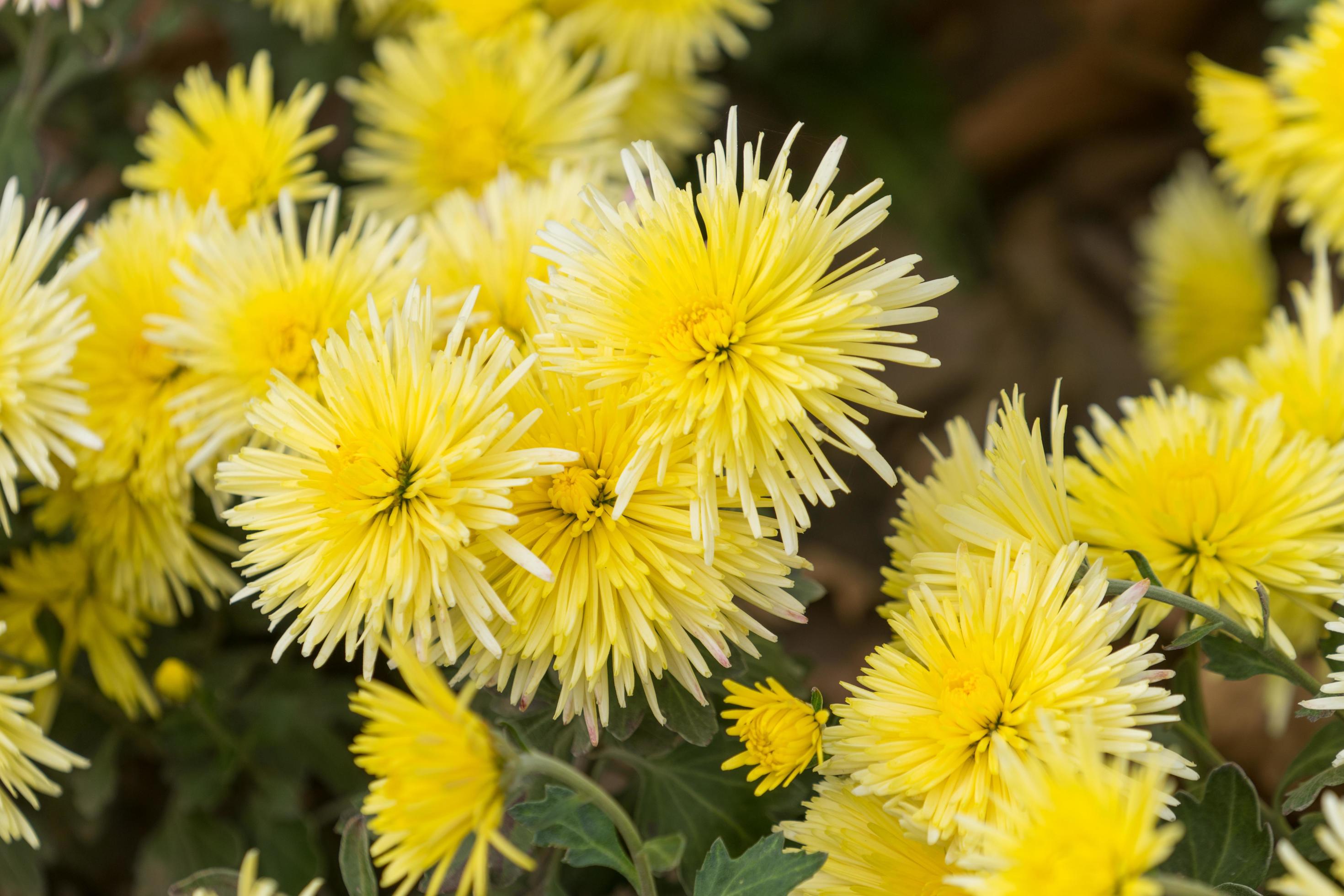 floral background with yellow chrysanthemums 2313102 Stock Photo at
