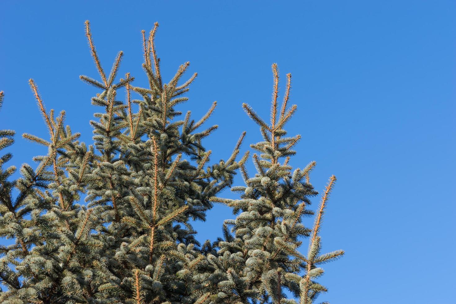 Fondo natural con ramas de abeto contra el cielo azul foto