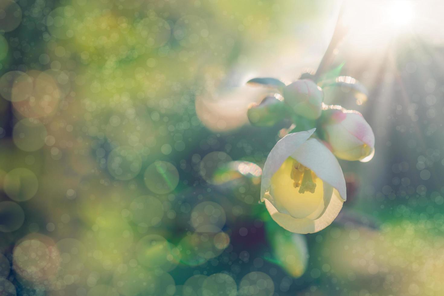 Fondo floral con flor de árbol frutal blanco foto