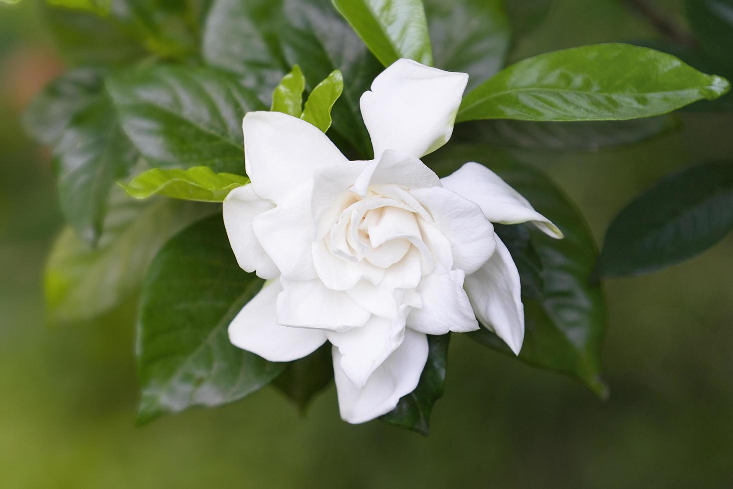 White Camellia flower on a green background photo