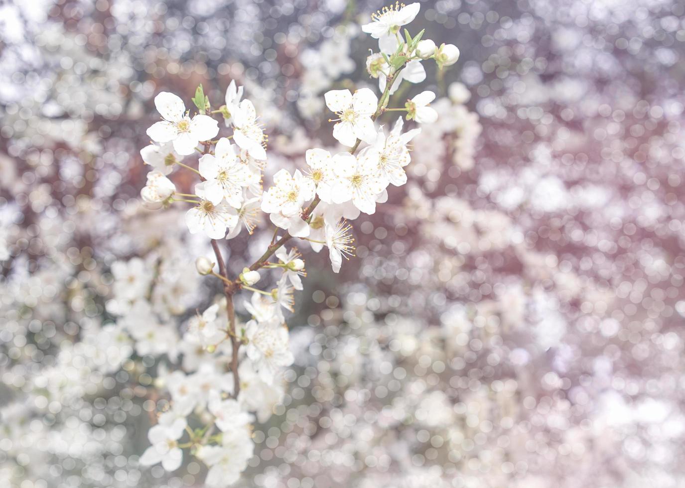 Blooming fruit tree on a beautiful white bokeh background. photo