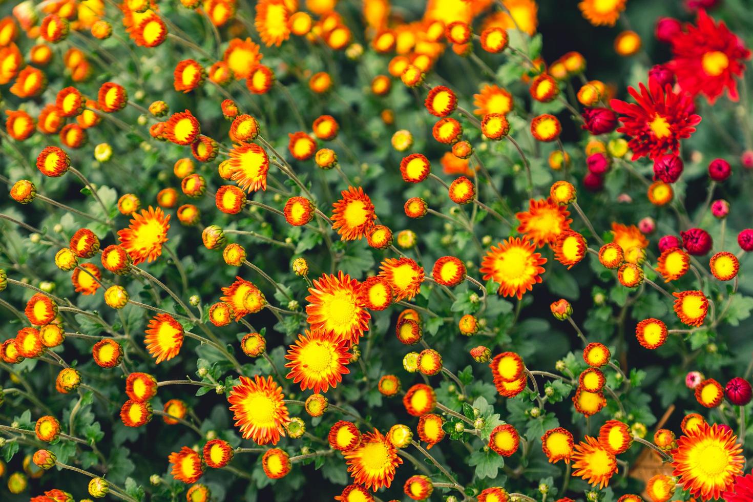 Fondo floral brillante con una gran cantidad de capullos y flores de crisantemos foto