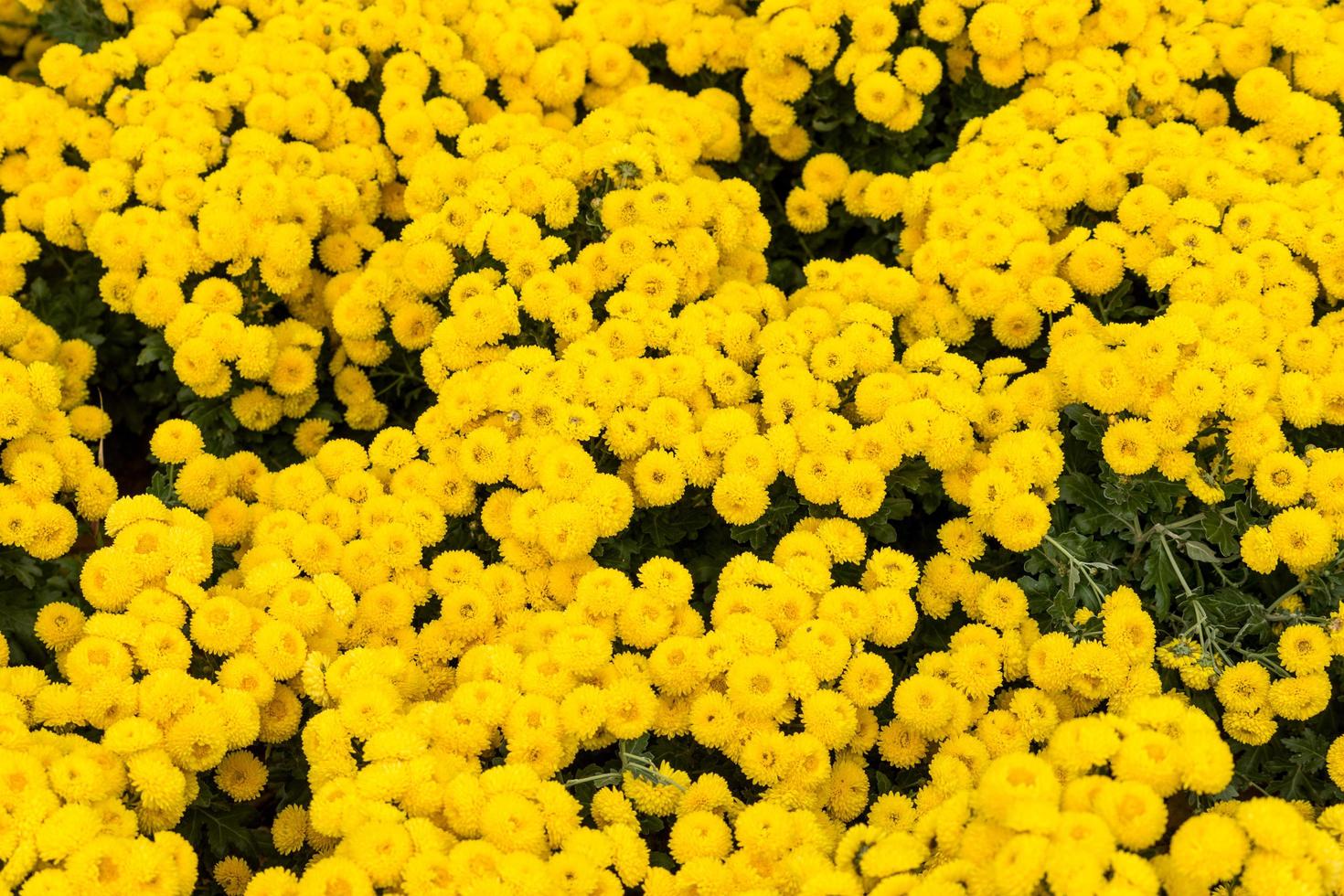 Floral background flower yellow chrysanthemums photo