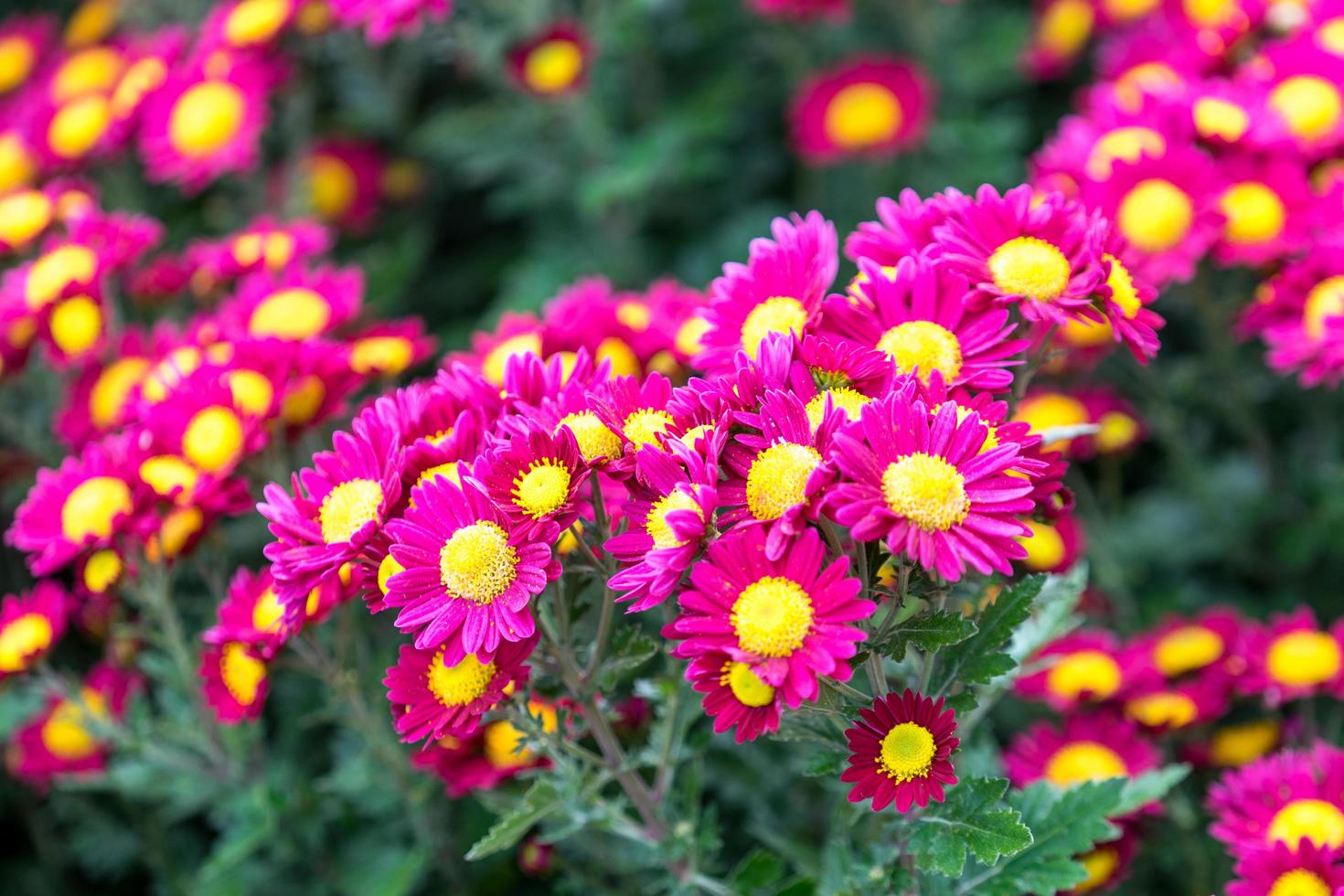 Floral background with bright pink chrysanthemum photo