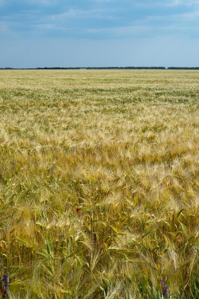 campo de trigo. campo agrícola con diferentes variedades de trigo. foto