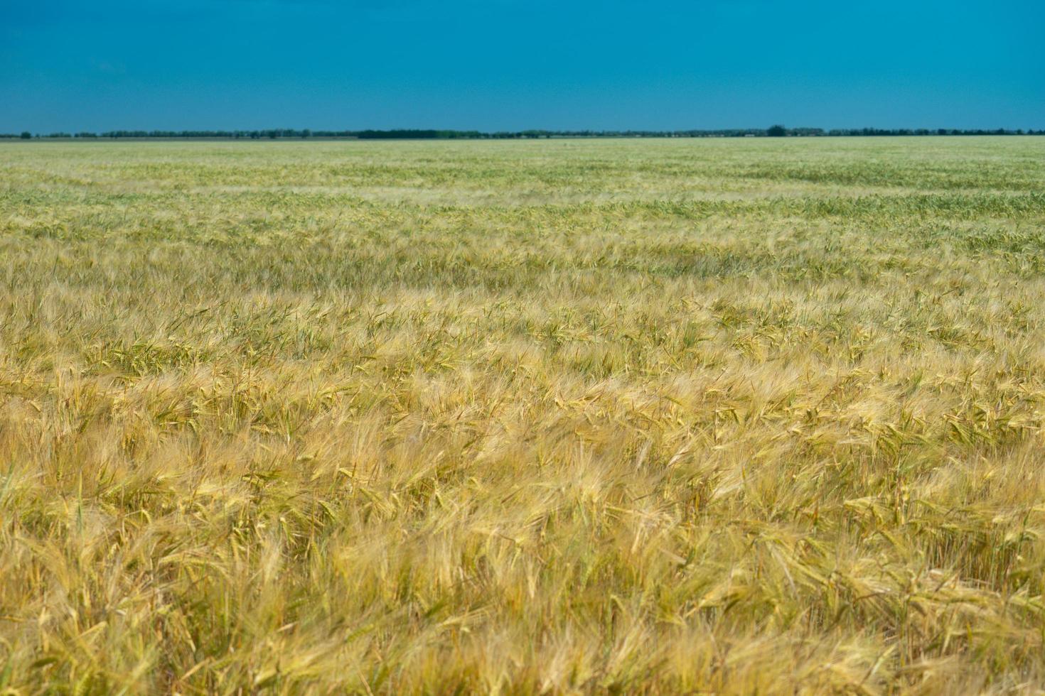 Wheat field. Agricultural field with different varieties of wheat photo