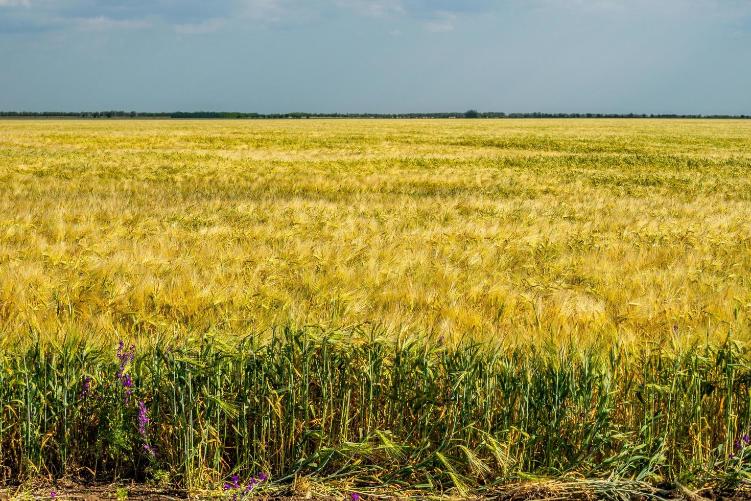 campo de trigo. campo agrícola con diferentes variedades de trigo. foto