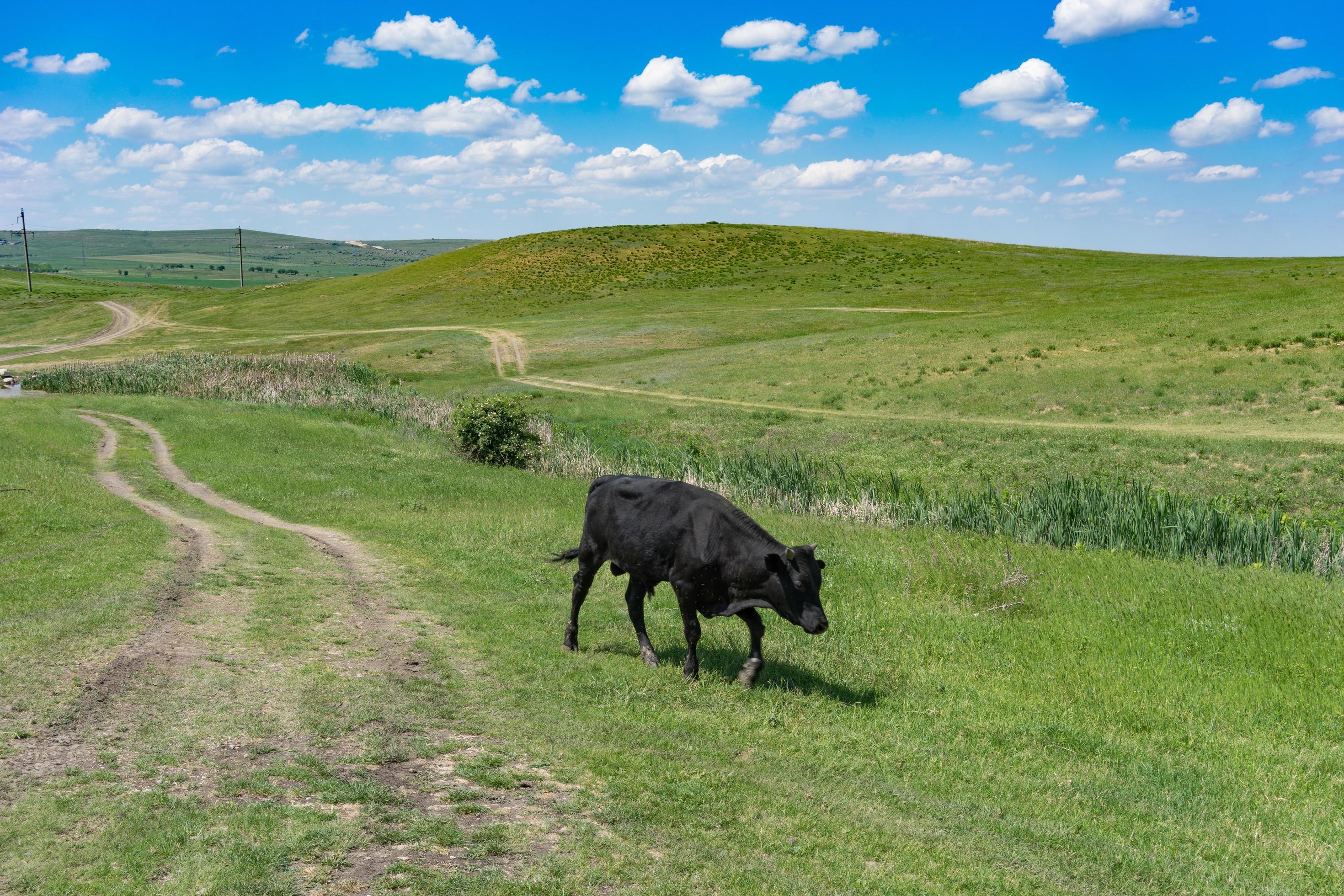Young black bull on a green field