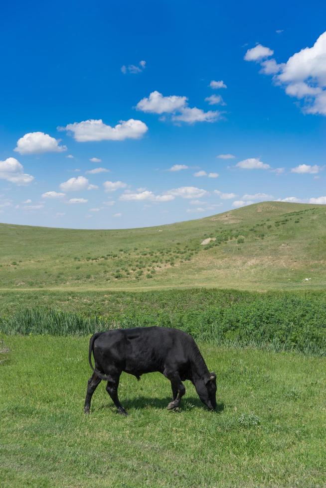 Young black bull on a green field background. photo