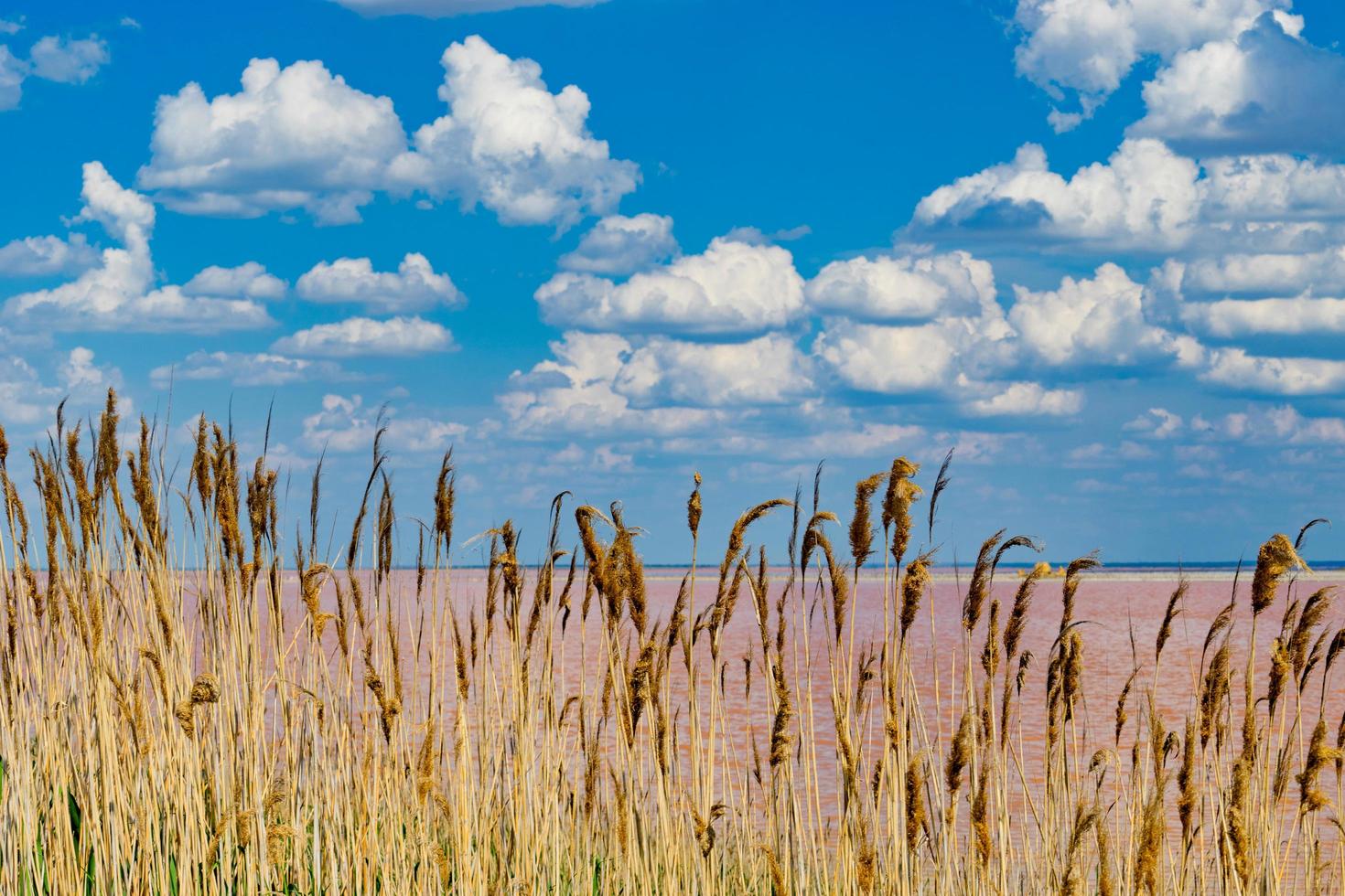 Natural landscape with reeds on the background of a pink salt lake Sivash. photo