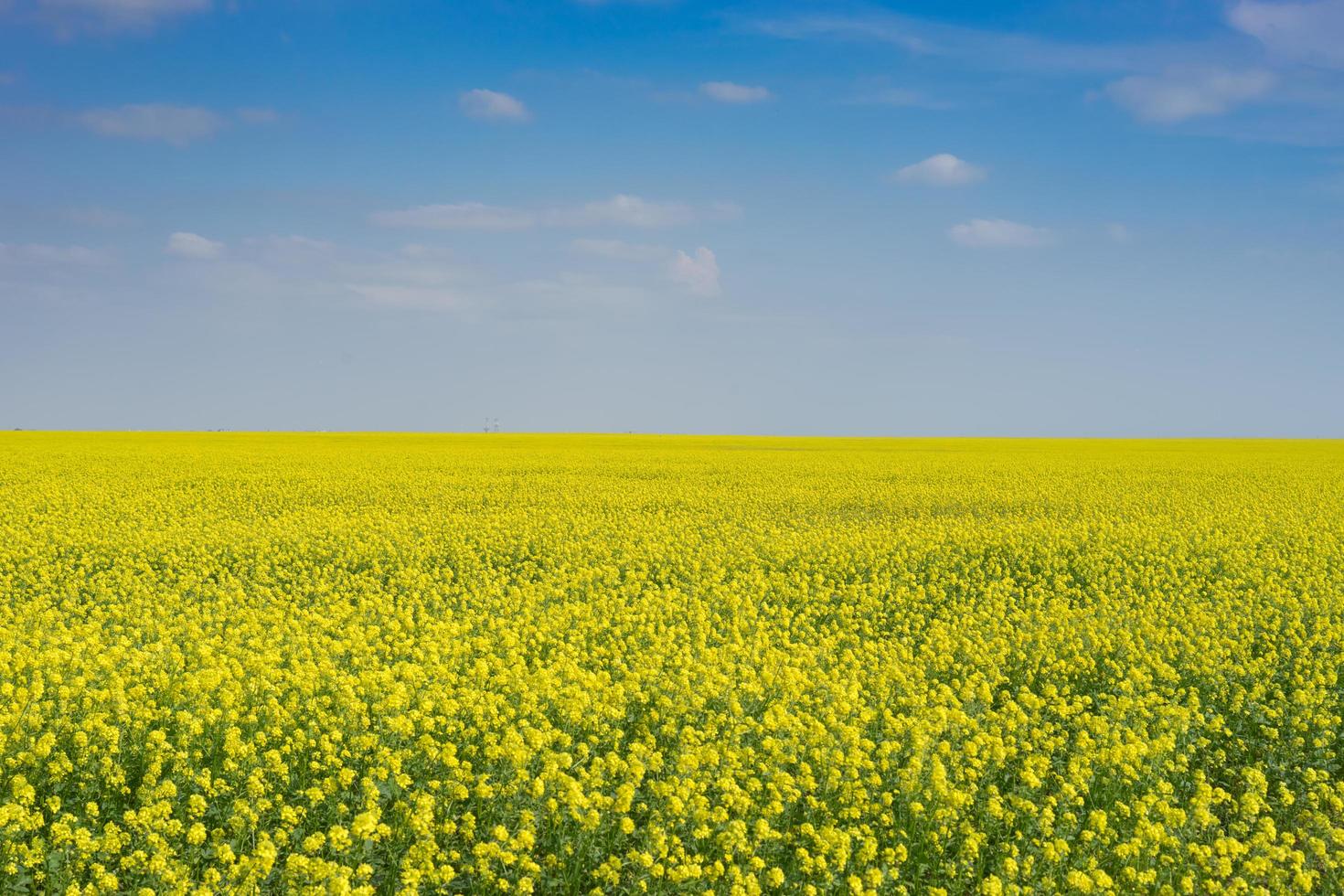 Sunny landscape with bright yellow rapeseed field photo