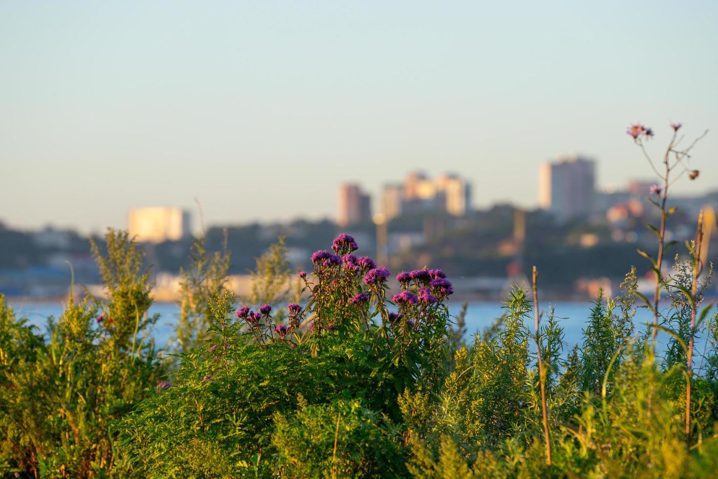 Plants and flowers on a blurred background of the urban landscape photo