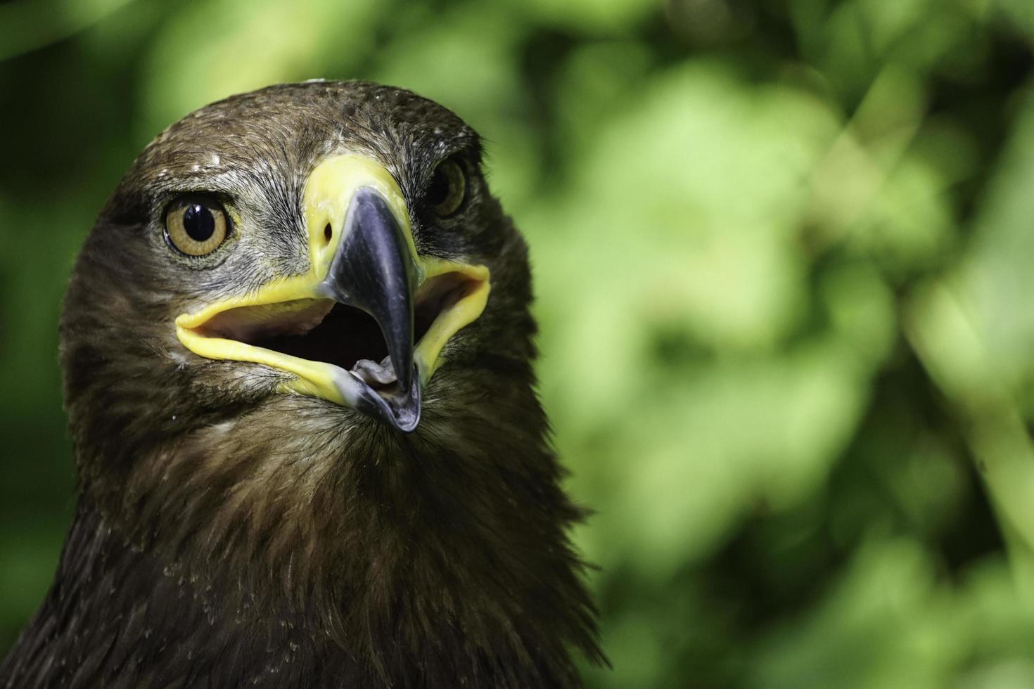 A large bird of prey on a green natural background.. photo