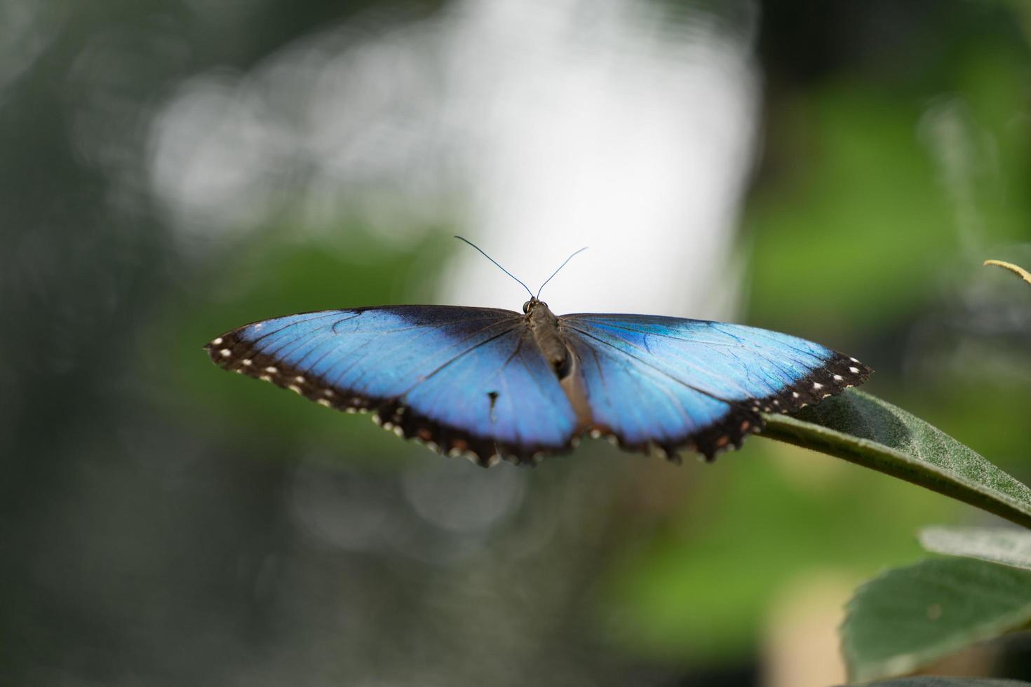 mariposa sentada en ramas verdes en el invernadero foto