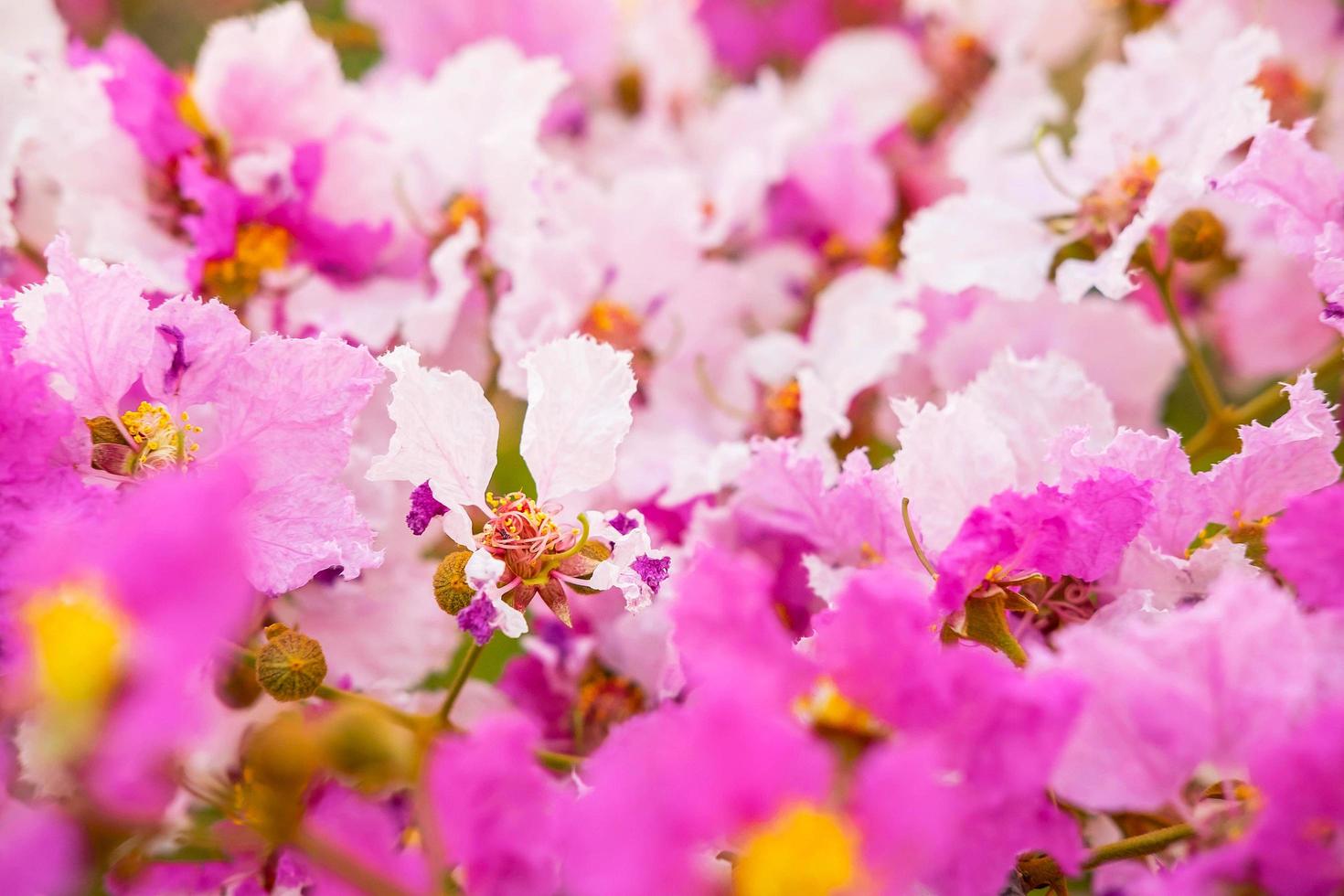 Fondo de flores y flores de colores foto