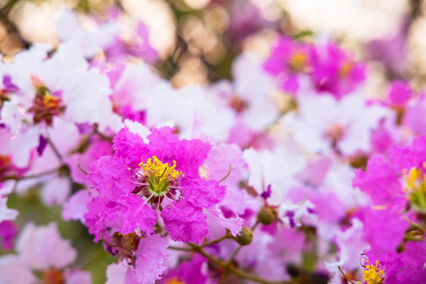 Colorful flower and fiower background photo